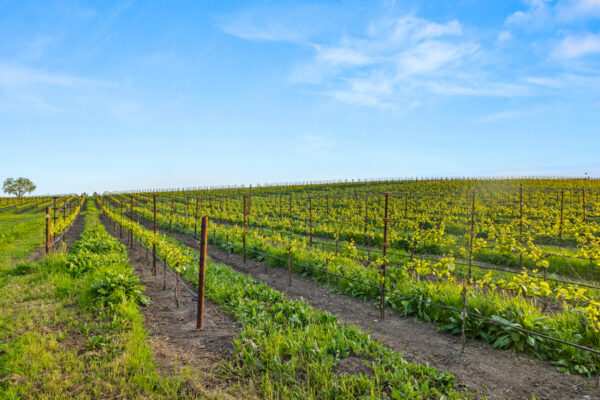 Calmere Estate Winery - MLS Web-70