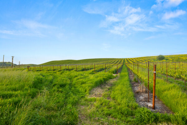 Calmere Estate Winery - MLS Web-78