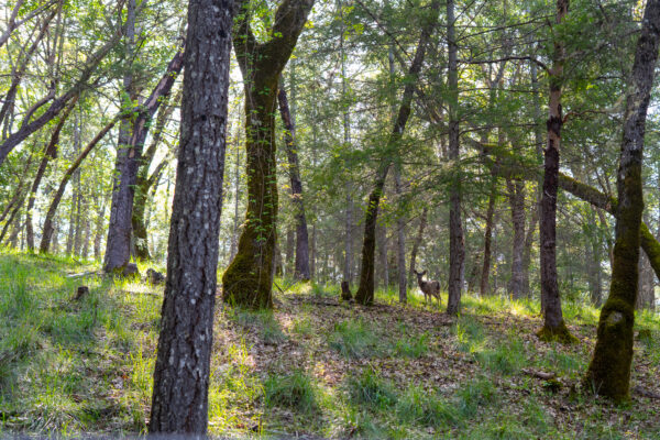 Eaglepoint Ranch MLS-31